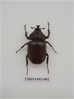 藏品(獨角仙)的圖片